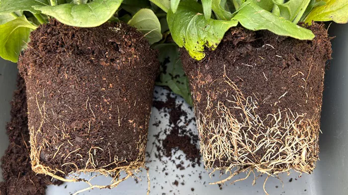Left Infected _Untreated and Right Infected Treated_Aliettejpg.jpg